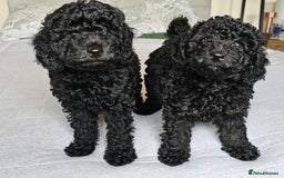 Maltipoo dogs for sale: ✨ Gorgeous 8 week old Maltipoo Puppies ✨ - Image 1