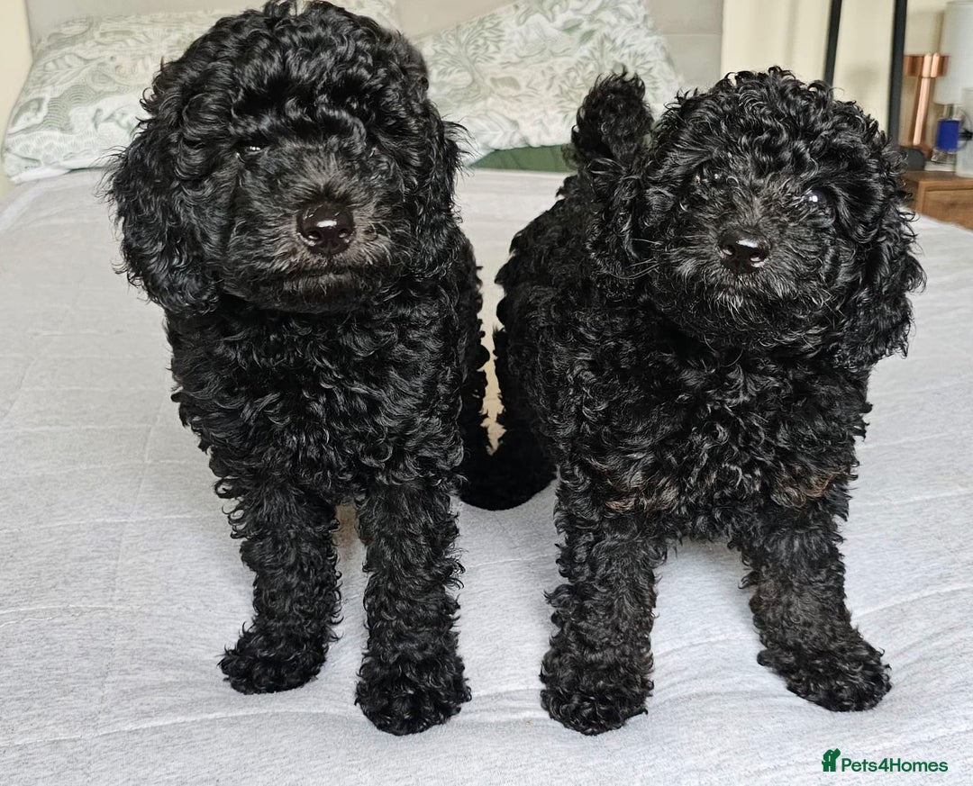Maltipoo dogs for sale: ✨ Gorgeous 8 week old Maltipoo Puppies ✨ - Image 1