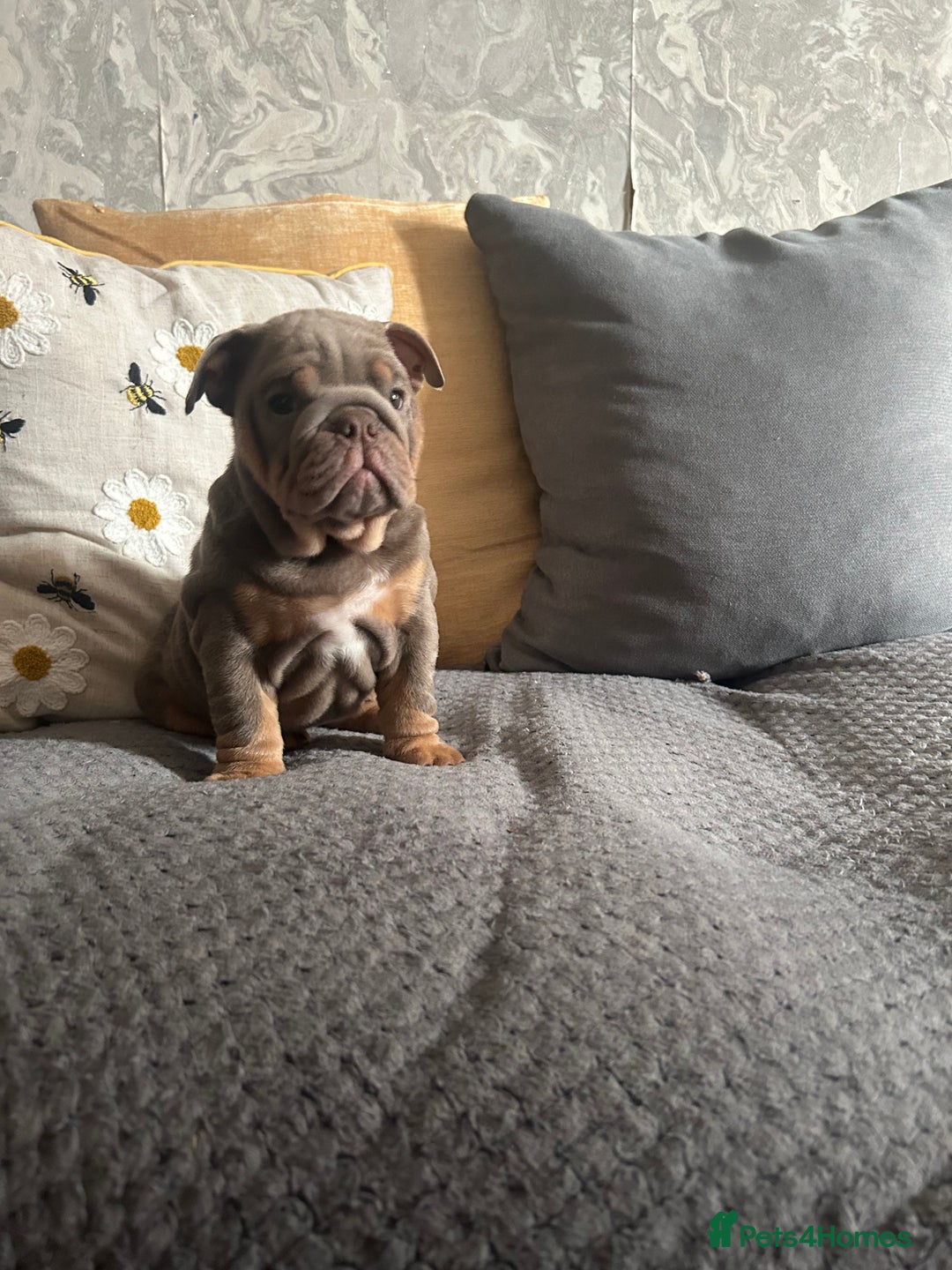 English Bulldog dogs for sale: Lilac and tan miniature female  - Image 7