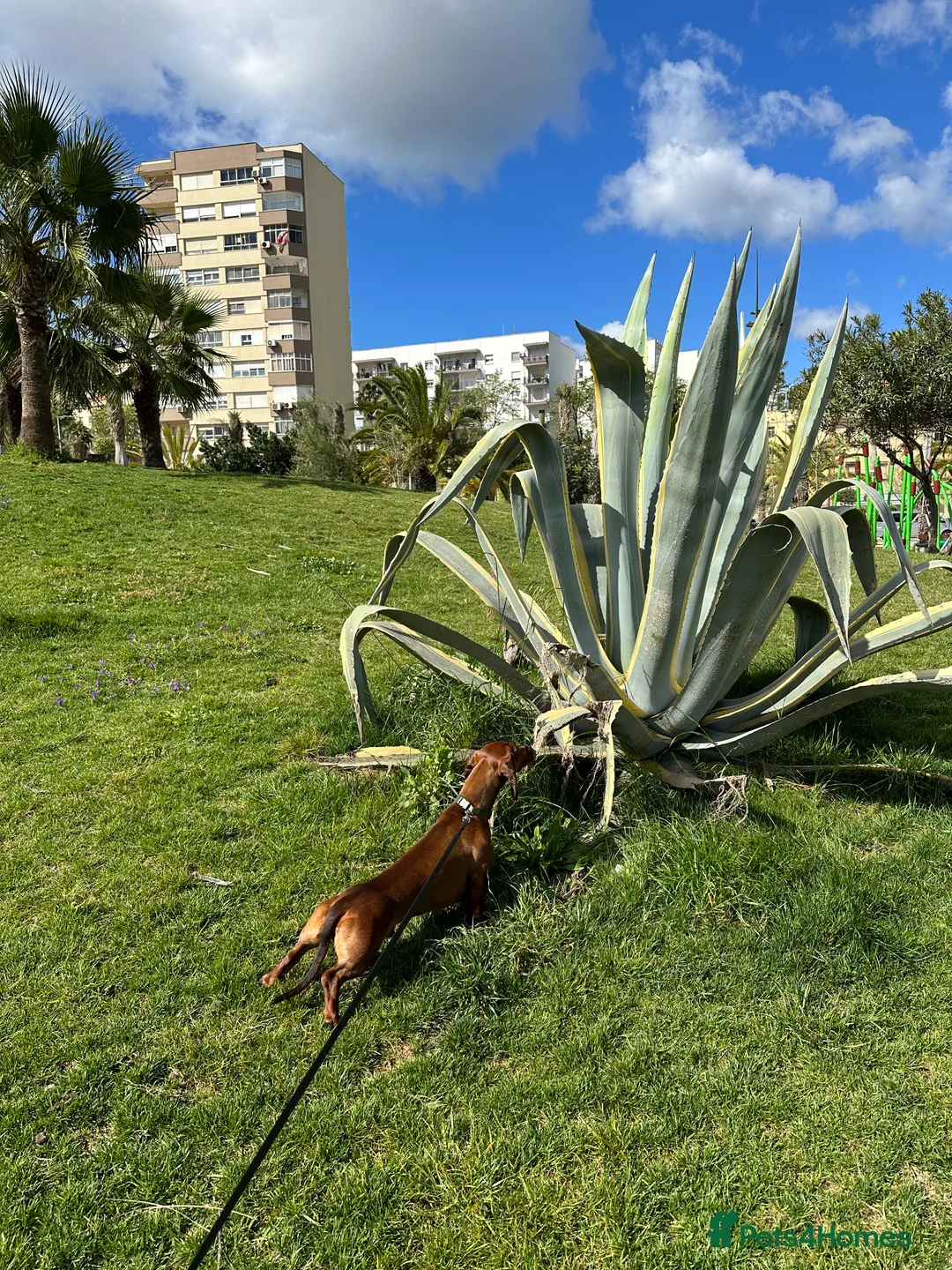 Dachshund dogs for stud: KC Standard smooth red hair dachshund  stud in Banbury - Advert 21