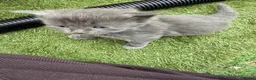 Mixed Breed cats for sale: Gorgeous Grey / Blue Girls  - Advert 9