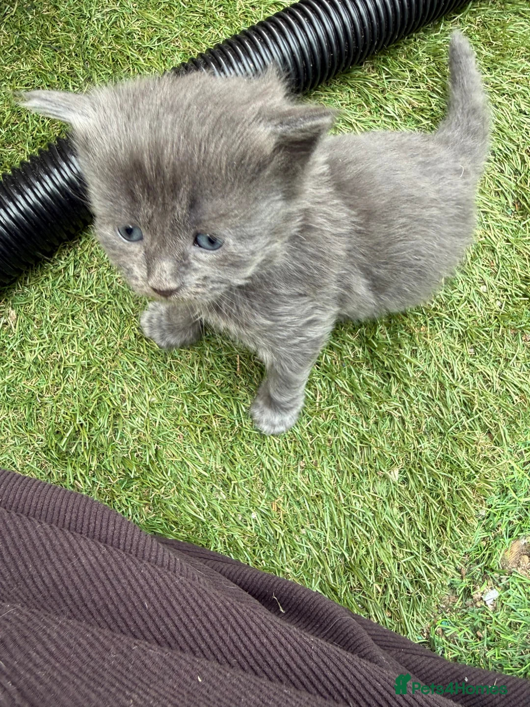 Mixed Breed cats for sale: Gorgeous Grey / Blue Girls  - Advert 9