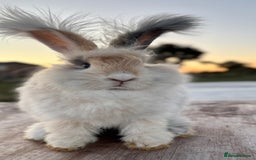 Angora rabbits for sale: Fully Vaccinated Pedigree Angoras Doe Ready Now  - Image 8