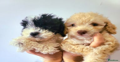 Cockapoo dogs - Advert 16