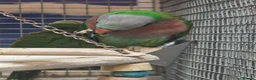 Parrots birds for sale: PARROTS/AMAZONS/PARAKEETS  - Advert 39