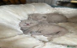 British Shorthair cats for sale: British Short Hair kittens x2 boys left  - Image 18