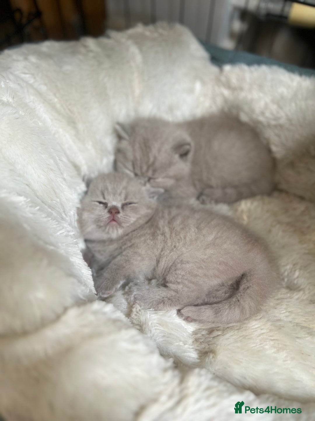 British Shorthair cats for sale: British Short Hair kittens x2 boys left  - Image 18