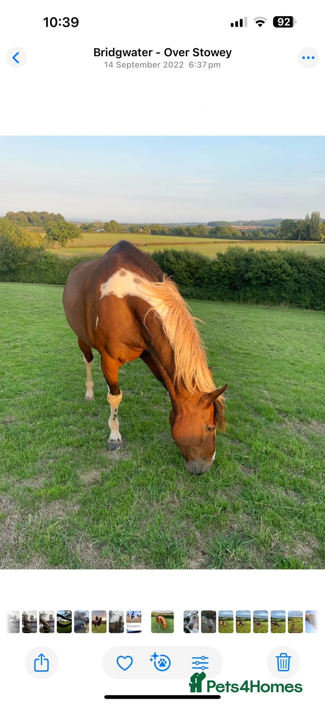 British Warmblood horses for sale: SAD SALE - 2 Companions  - Advert 2