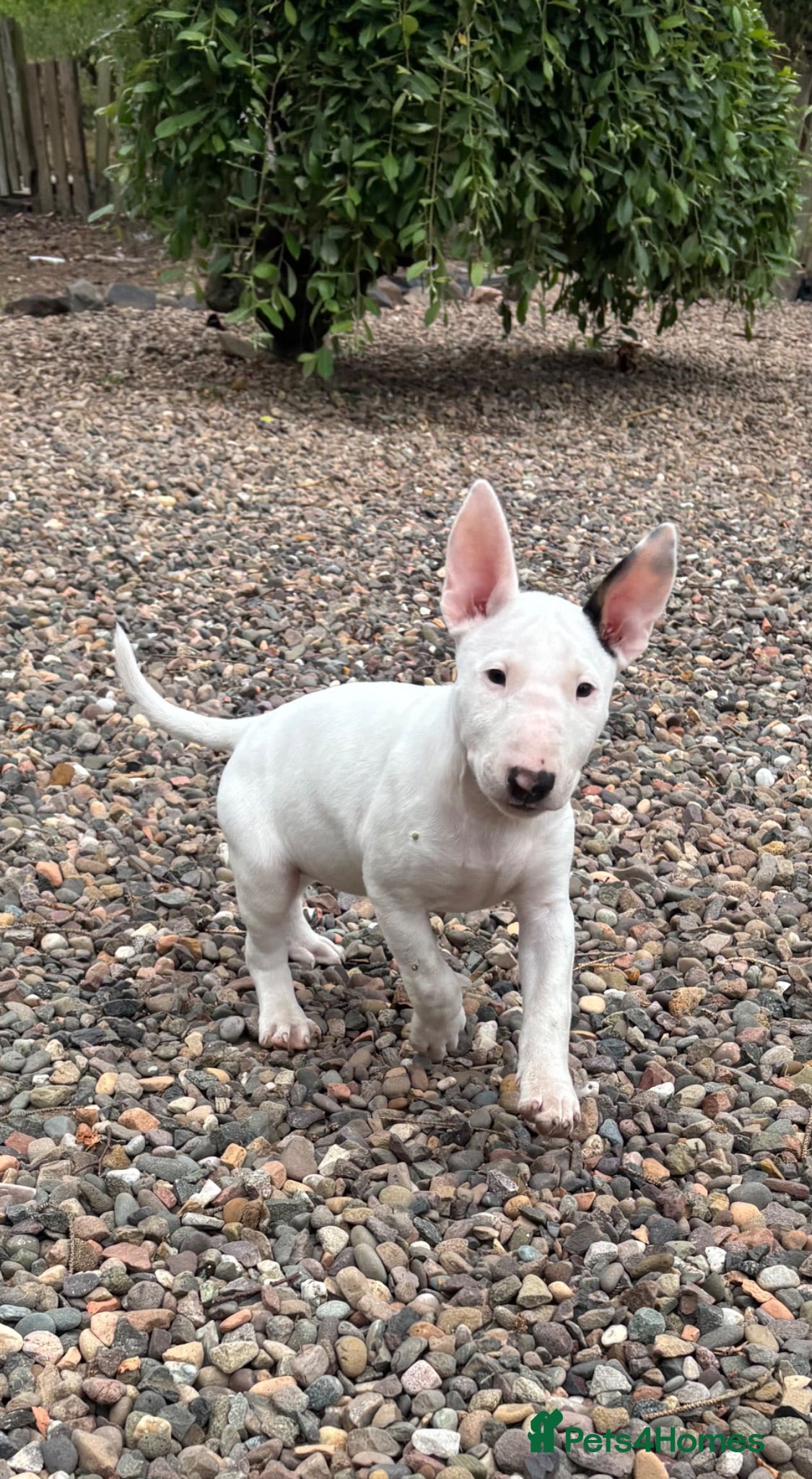 English Bull Terrier dogs Beautiful Bullterrier Pups  - Advert 16