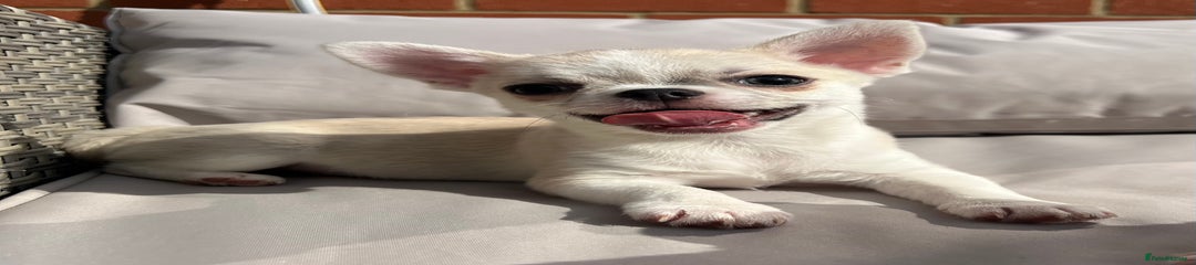 Chihuahua Puppy 1