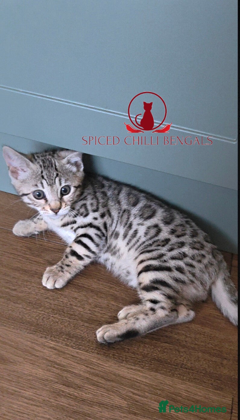 Bengal cats ✨️ READY IN 3 WEEKS! CHAMPION TICA BENGAL KITTENS - Advert 1