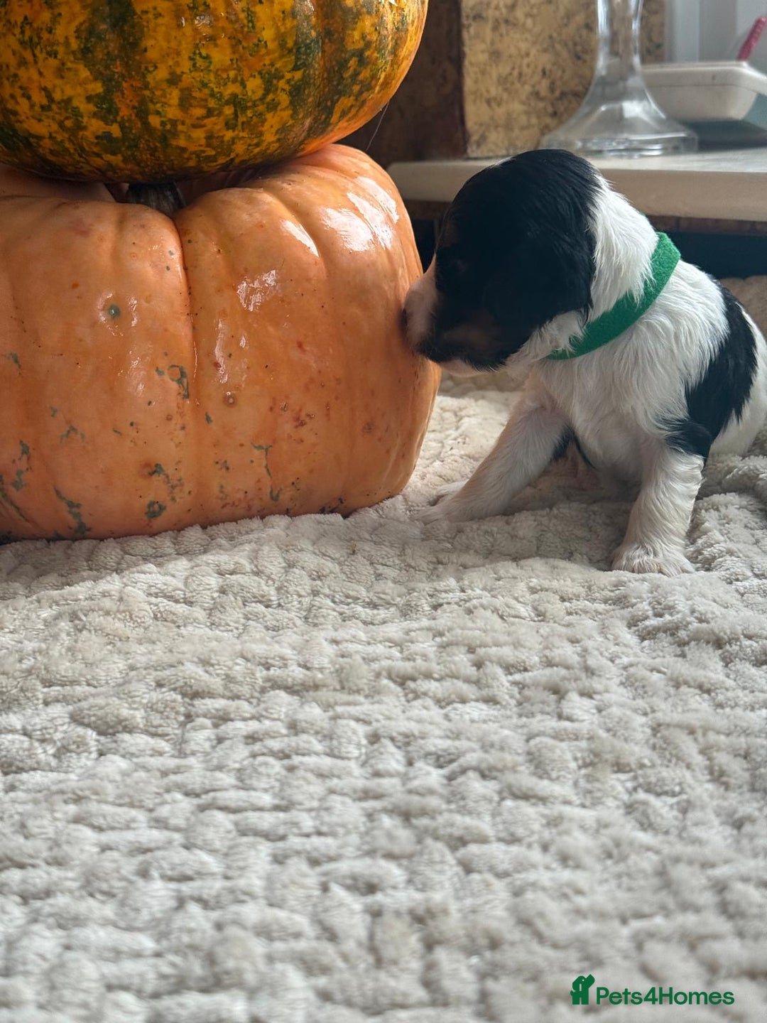 Cocker Spaniel dogs for sale: Show cocker spaniels  - Advert 4