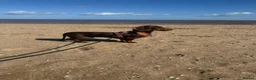 Miniature Dachshund dogs for sale: Frankie in Search of His Forever Home  in Alfreton - Advert 9