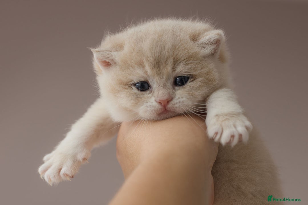 British Shorthair cats for sale: Chubby Golden Blue BSH girls - Image 16