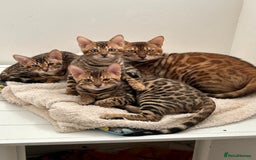 Bengal cats for sale: 😻OUTSTANDING TICA reg BENGAL KITTENS  - Image 11