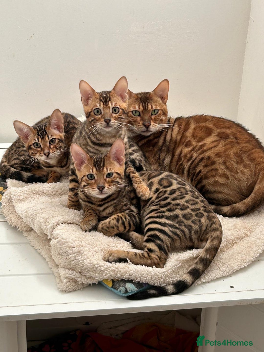 Bengal cats for sale: 😻OUTSTANDING TICA reg BENGAL KITTENS  - Image 11