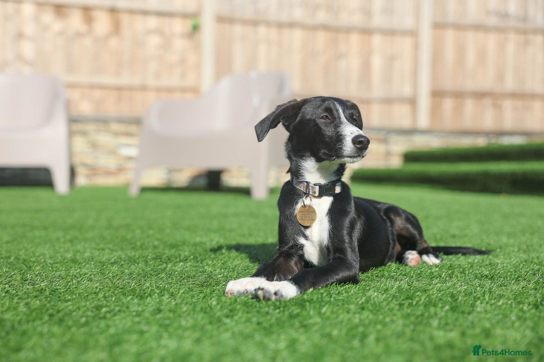 Mixed Breed dogs for adoption: Delightful Dolly - Image 31