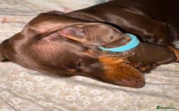 Miniature Dachshund dogs for sale: Miniature dachshund pups for sale 2 boys 1 girl  - Image 15