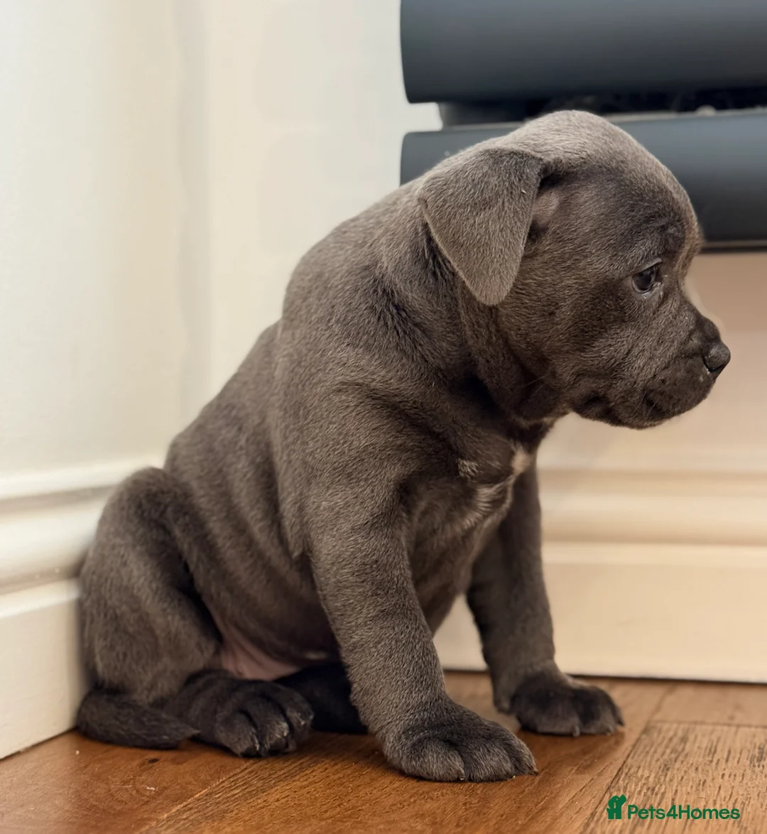 Staffordshire Bull Terrier dogs for sale: ❗️Adorable Staffy Puppies for Sale❗️ - Advert 13