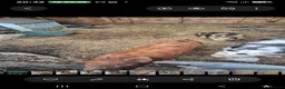 Pig livestock for sale: Trio of kunekune sows  - Advert 2
