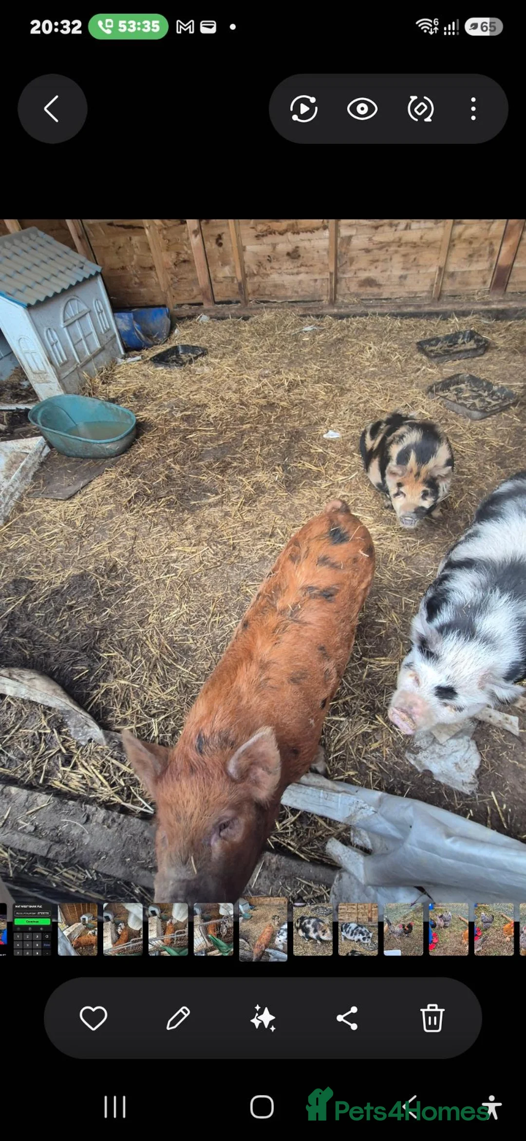 Pig livestock for sale: Trio of kunekune sows  - Advert 2