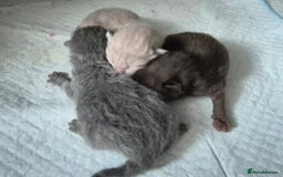 British Shorthair cats for sale: **Stunning TICA Registered Kittens** - Image 7