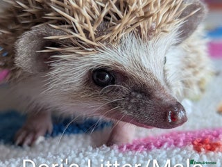 Pygmy Hedgehog rodents Gorgeous Hoglets Ready for their new homes!!! - Advert 3