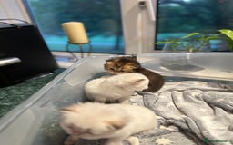 British Longhair cats for sale: Stunning British Longhair Kittens Ready to collect - Image 19
