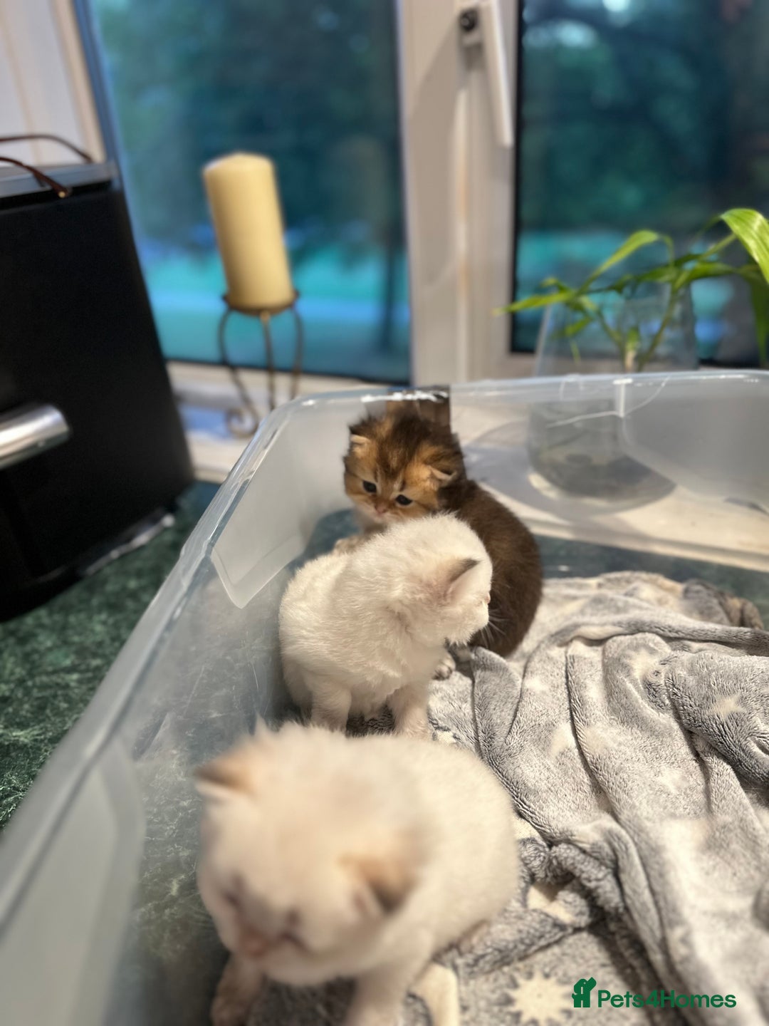 British Longhair cats for sale: Stunning British Longhair Kittens Ready to collect - Image 19