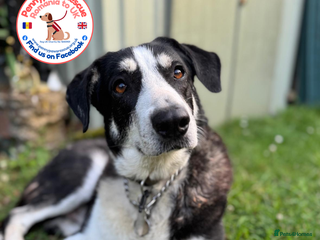 Mixed Breed dogs Sandy - His Fosterer Has Sadly Passed Away - Advert 2