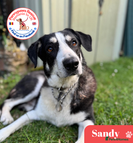 Mixed Breed dogs Sandy - His Fosterer Has Sadly Passed Away - Advert 6