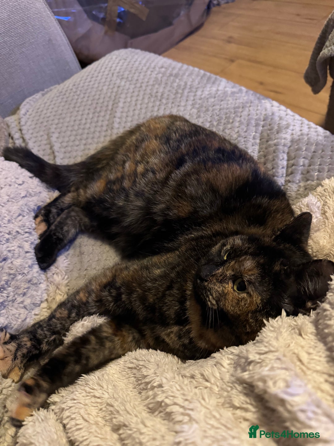 Domestic Shorthair cats for sale: Beautiful Bea  - Advert 9