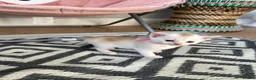 Abyssinian cats for sale: Silver Abyssinian kittens  - Advert 14