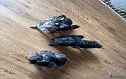 French Bulldog dogs for sale: REDUCED! Beautiful frenchbulldog boy! - Image 5