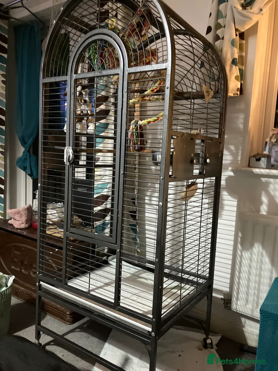 Ringnecks birds for sale: Grey ring neck parrot 1 year  - Advert 2