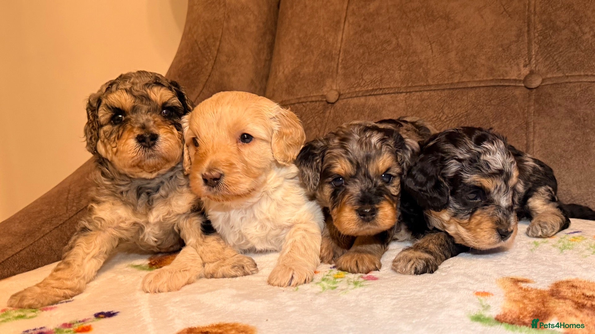 Cavapoochon dogs Merle Toy Cavapoochon’s ❤️🐾 - Advert 1