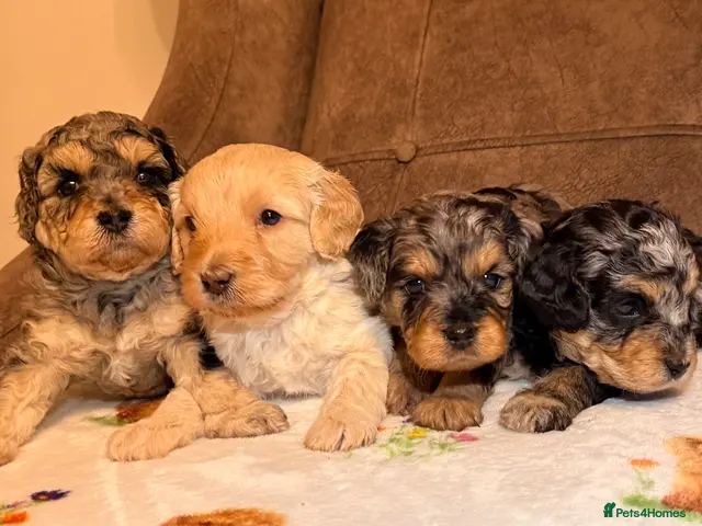 Cavapoochon dogs Merle Toy Cavapoochon’s ❤️🐾 - Advert 1