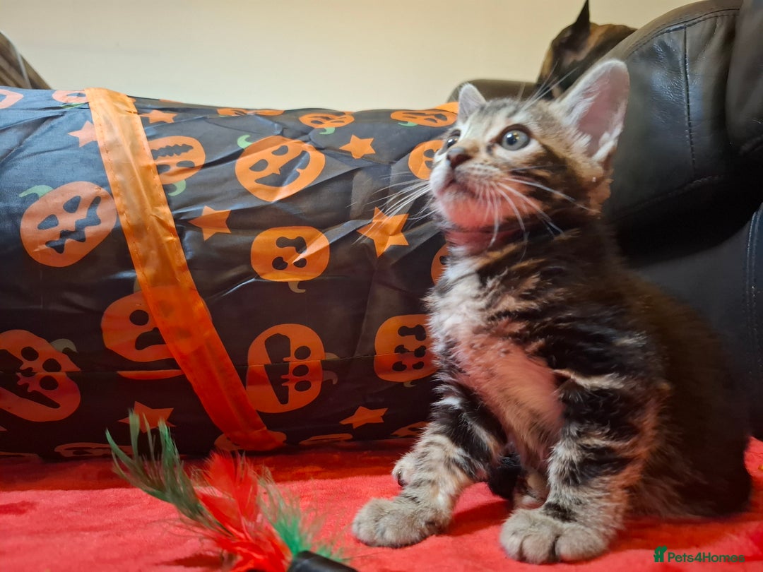 Bengal cats for sale: 🌟 Premium Bengal Tica Kittens – 5★Breeder 🌟 - Image 28