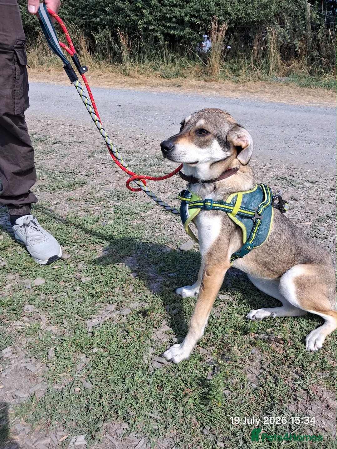 Mixed Breed dogs for adoption: Star ⭐  in Stoke-on-Trent - Advert 2