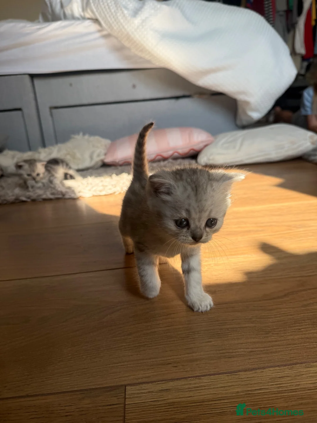 Persian cats for sale: Chinchilla Persian Kittens  in Goodwick - Advert 5