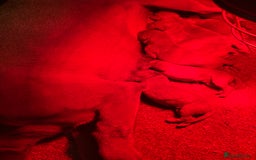 Labrador Retriever dogs for sale: Red Labrador pups  - Advert 6