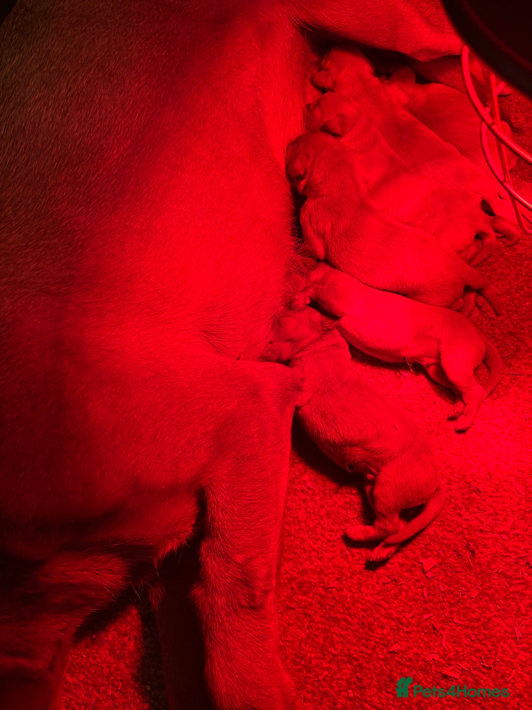 Labrador Retriever dogs for sale: Red Labrador pups  - Advert 6