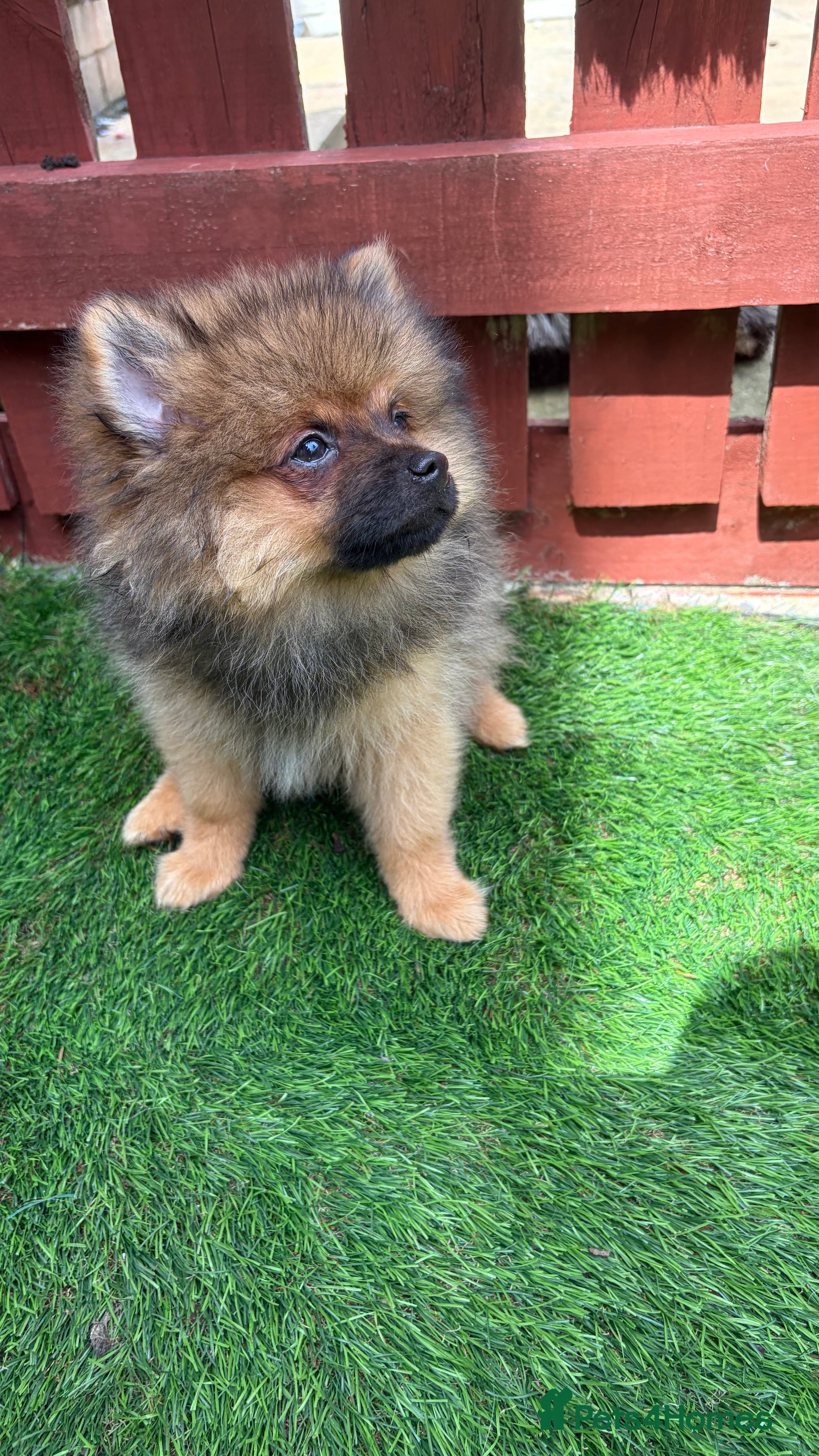 Pomeranian dogs Stunning 13 week old Pomeranian pups forever home  - Advert 2