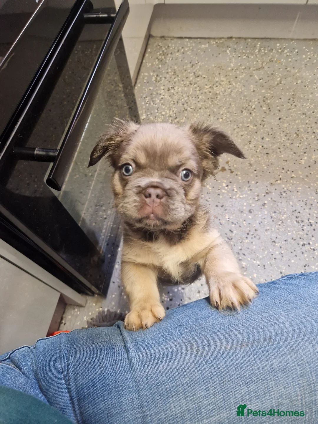 French Bulldog dogs for sale: Fluffy french bulldogs  - Advert 2