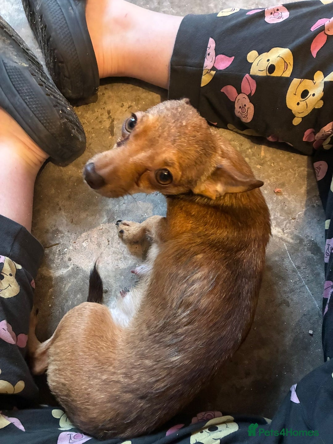 Chihuahua dogs for sale: Lily deer head chihuahua - Advert 8