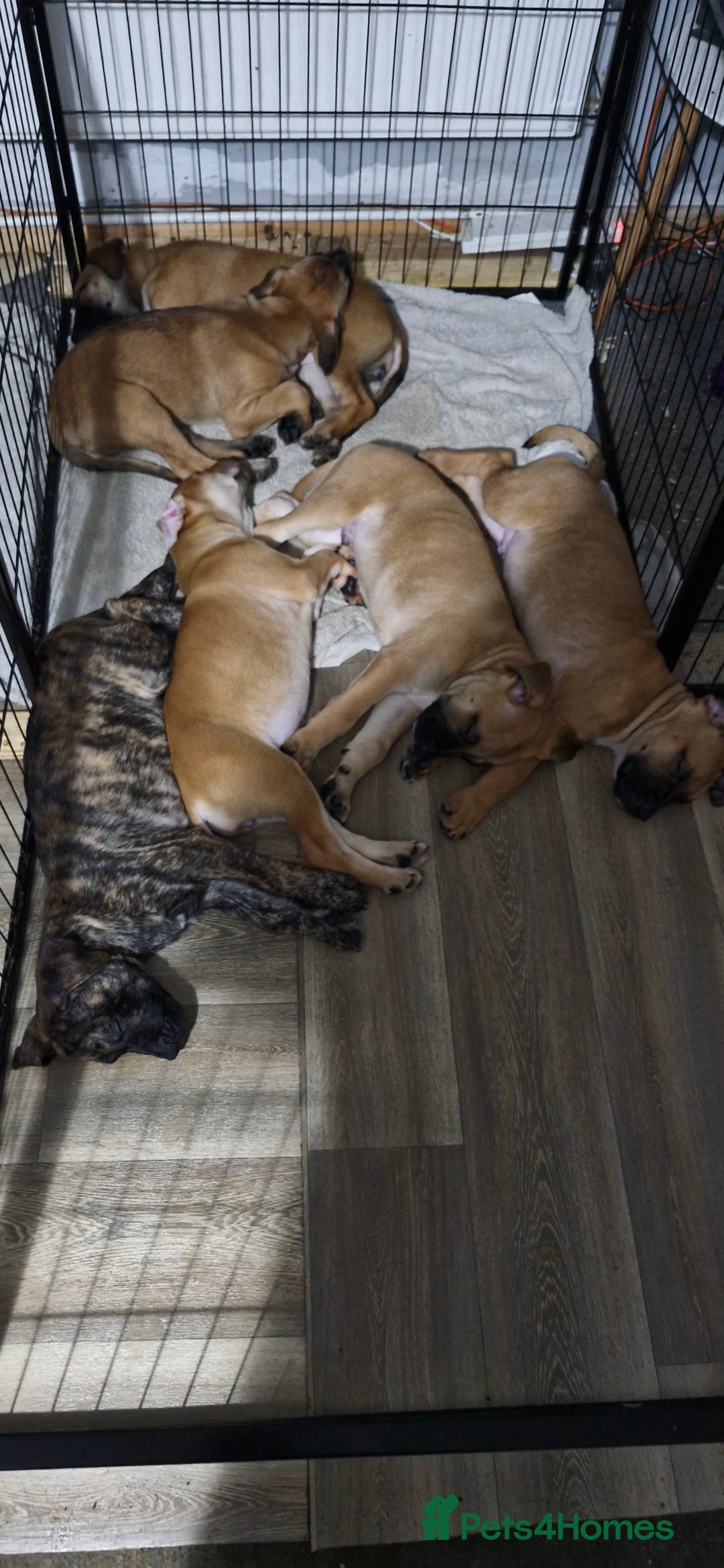 Mixed Breed dogs for sale: Mixed breed - Advert 8