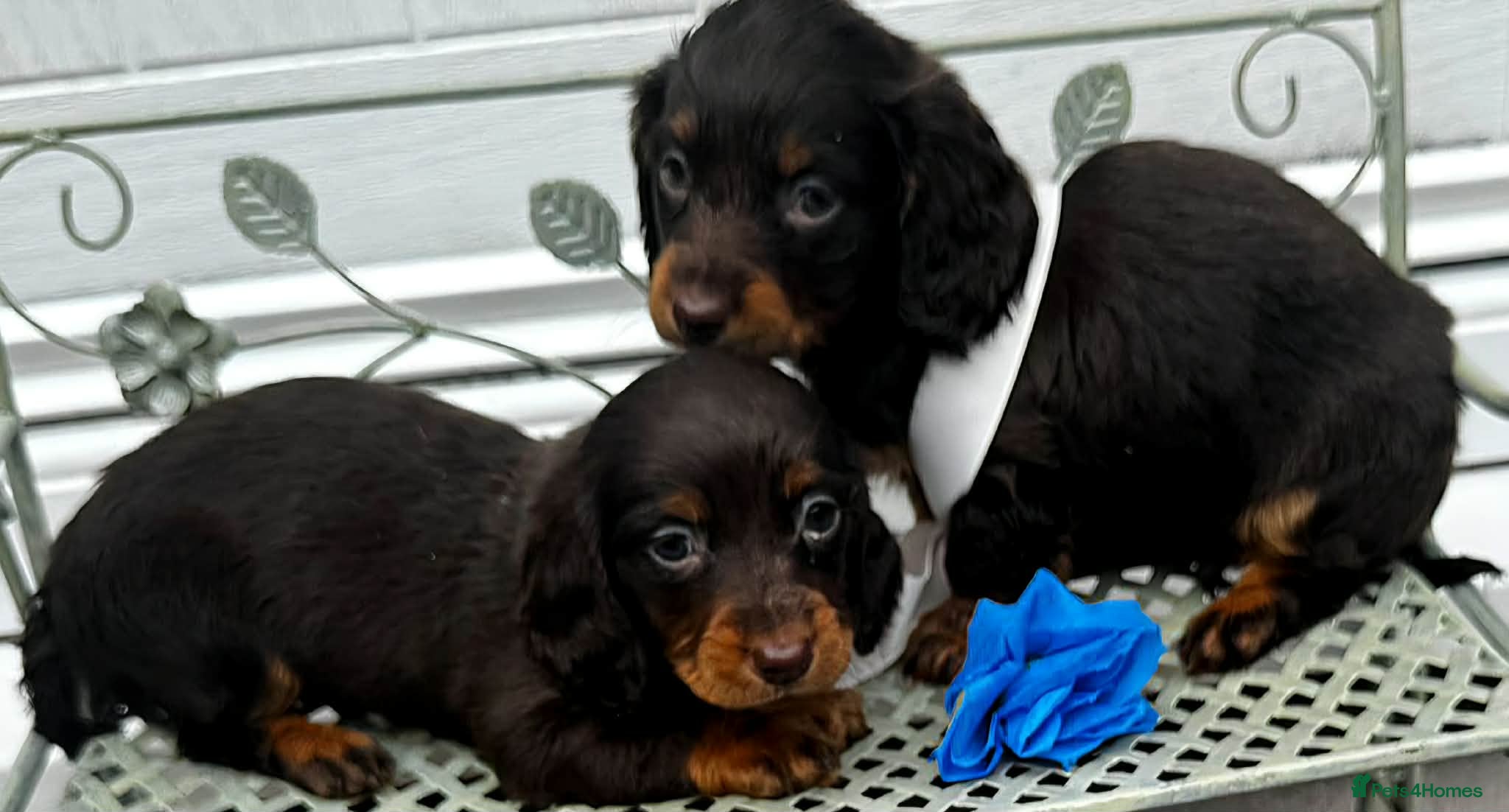 Dachshund dogs LONG-HAIRED DACHSHUND PUPPIES READY TO LEAVE - Advert 1