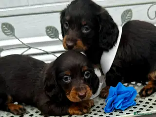 Dachshund dogs LONG-HAIRED DACHSHUND PUPPIES READY TO LEAVE - Advert 1