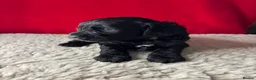 Cockapoo dogs for sale: Happy, healthy f1 Cockapoo Puppies - Advert 10