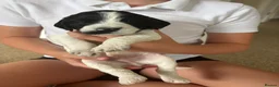 Mixed Breed dogs for sale: Beautiful Cockerpoo puppies for sale in Shefford - Advert 24